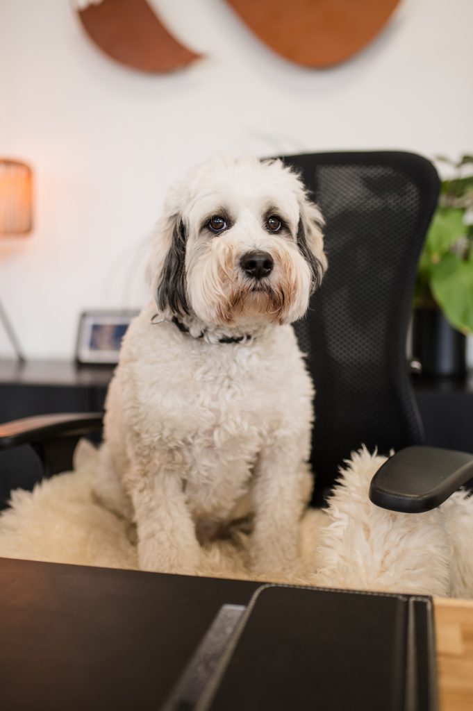 Anton Bürohund Immobilien Makler Lingen